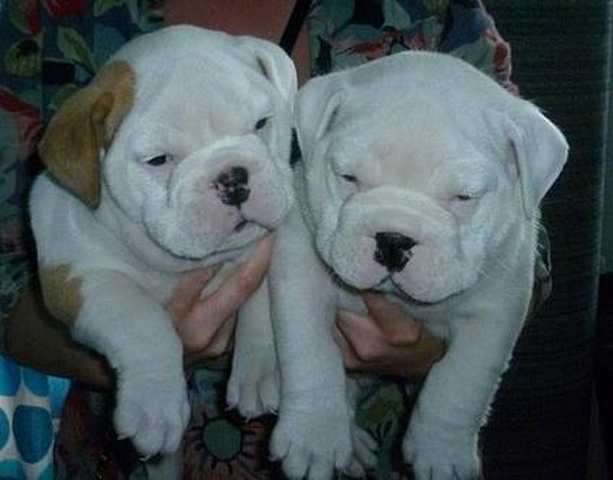 Englische Bulldogge mit FCI Papieren